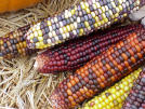 Pumpkin and Indian Corn Harvesting